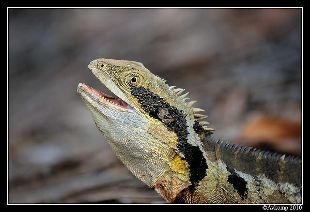 eastern water dragon 5733