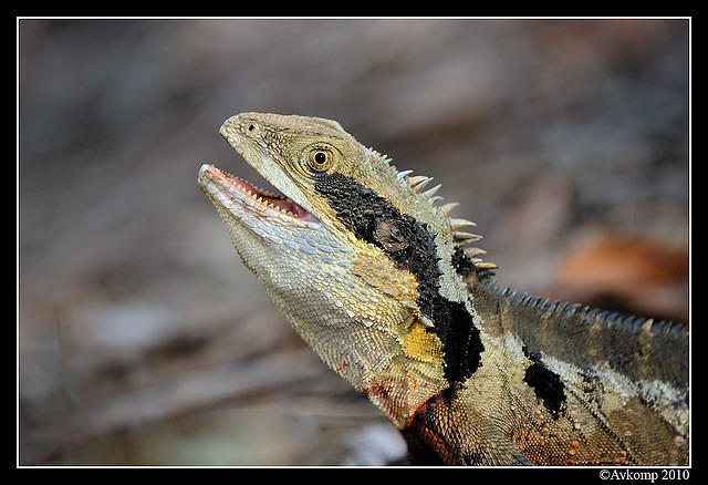 eastern water dragon 5734