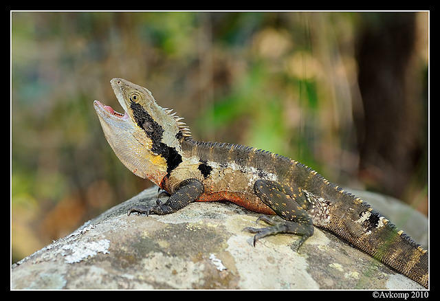 eastern water dragon 5755