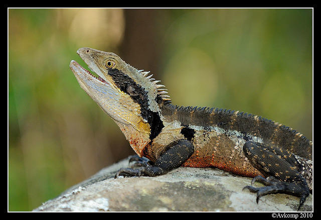 eastern water dragon 5760