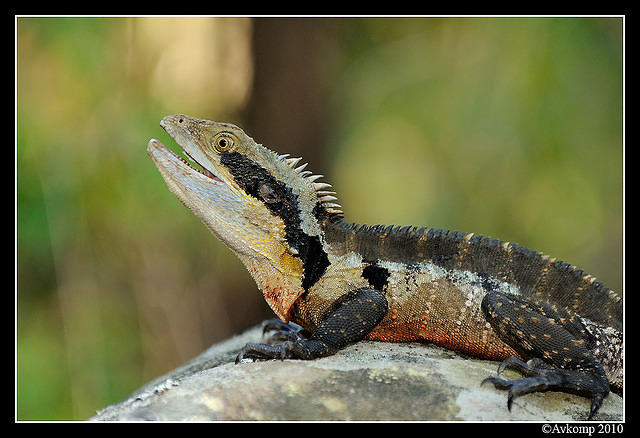 eastern water dragon 5761