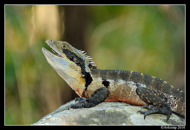 eastern water dragon 5764