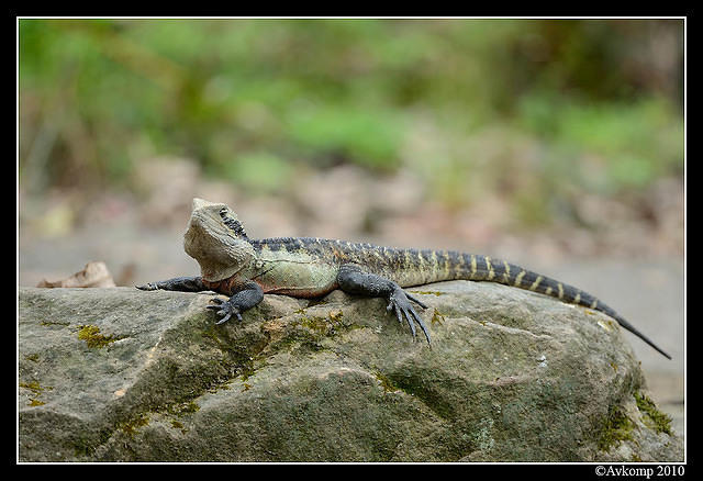 eastern water dragon 6473