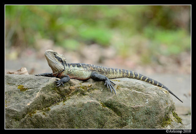 eastern water dragon 6474