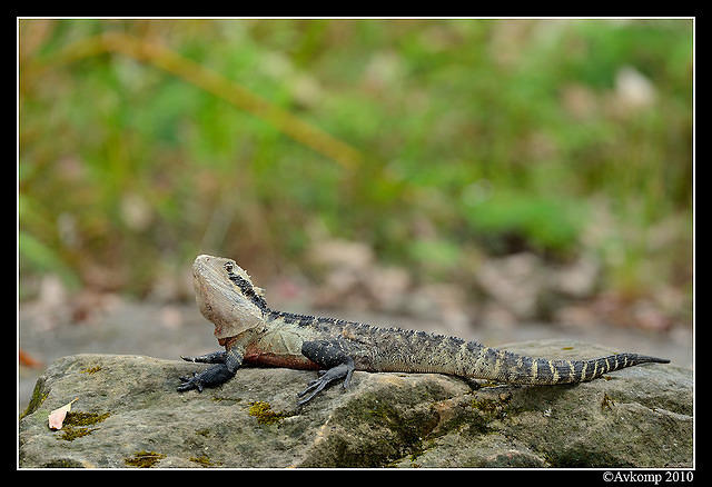 eastern water dragon 6477