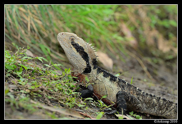 eastern water dragon 6480