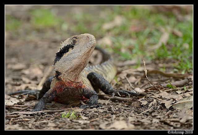 eastern water dragon 6482