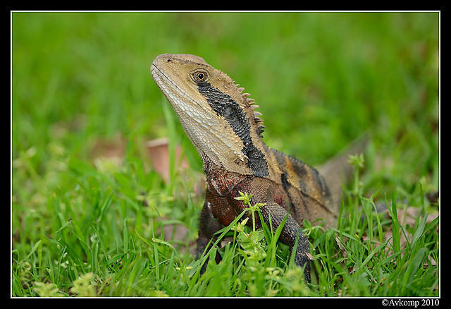 eastern water dragon 6483