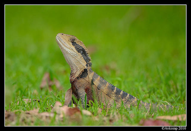 eastern water dragon 6484