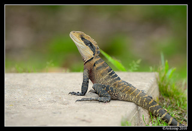 eastern water dragon 6490