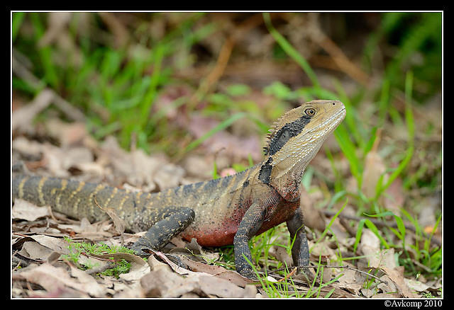 eastern water dragon 6491