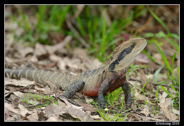 eastern water dragon 6492