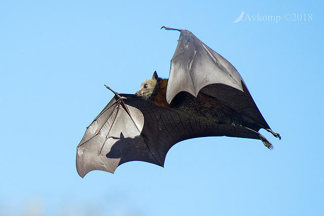 flying fox 0142