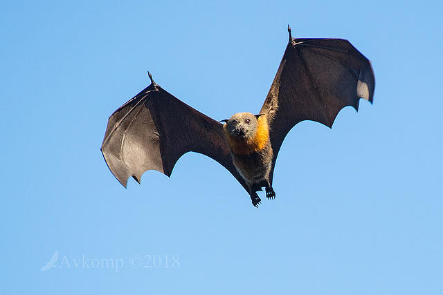 flying fox 0147