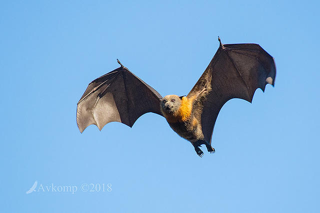 flying fox 0150