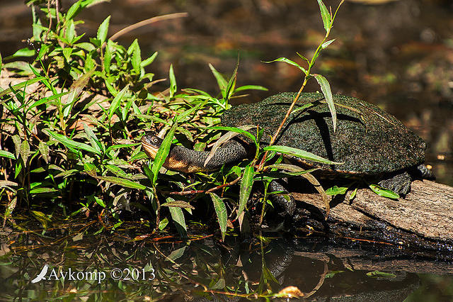 freshwater turtle 9791