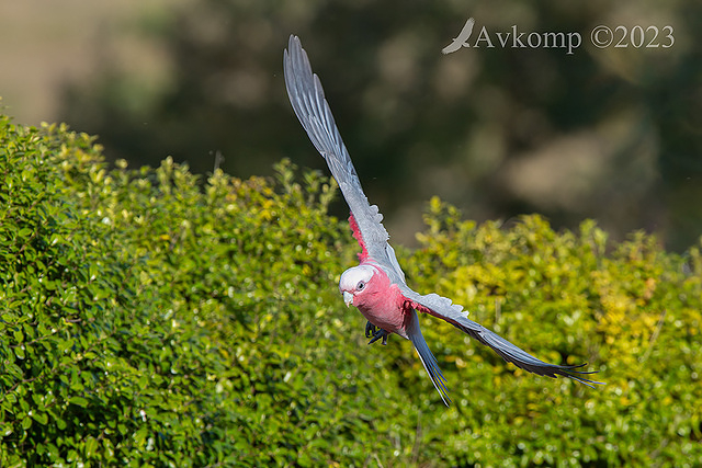 galah 10444