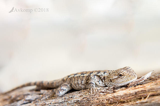 jacky lizard 0018