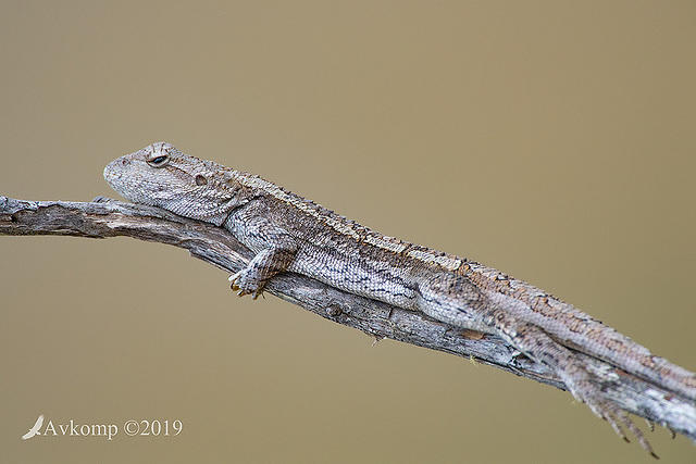 jacky lizard 2118