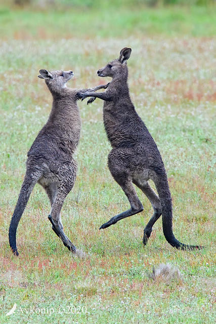 kangaoo fight 4561