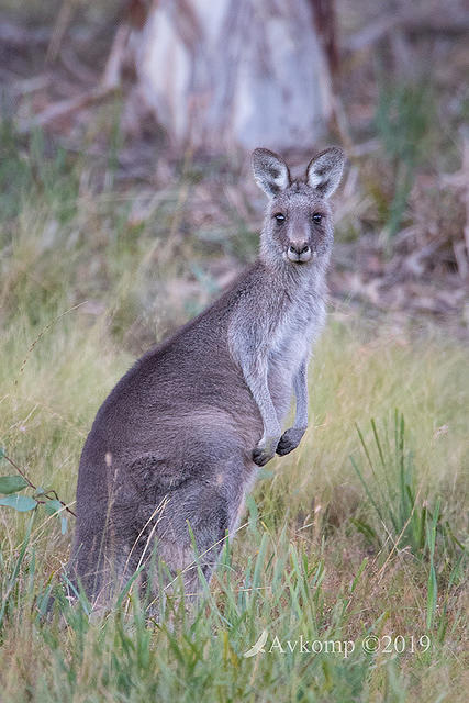 kangaroo 0987