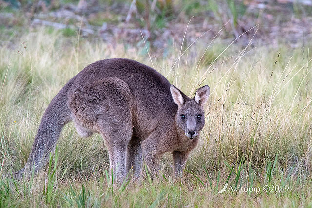 kangaroo 0992