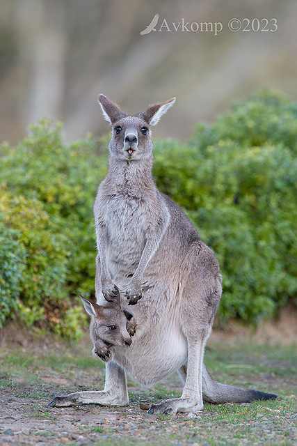 kangaroo 10569