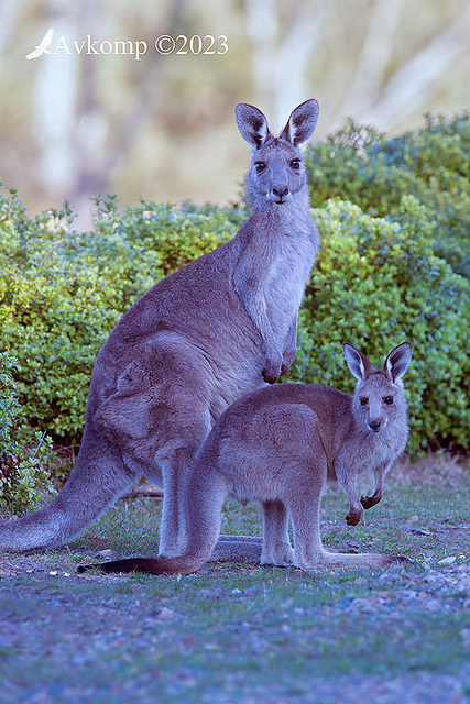 kangaroo 10741