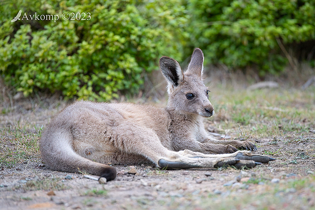 kangaroo 10788