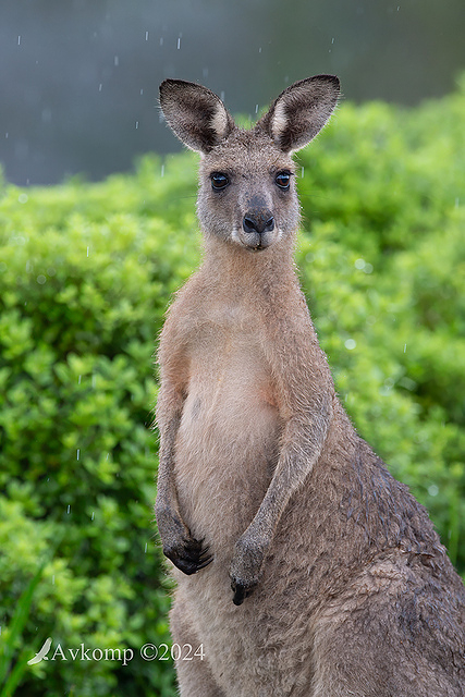 kangaroo 10979