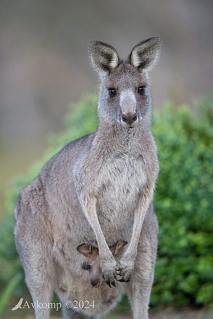 kangaroo 11103