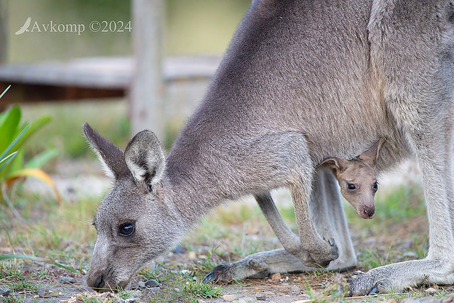 kangaroo 11104