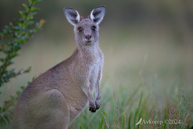 kangaroo 11144