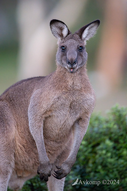 kangaroo 11179