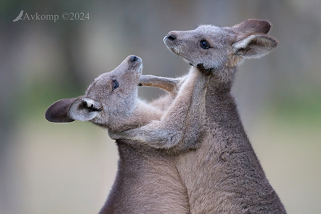 kangaroo 11266