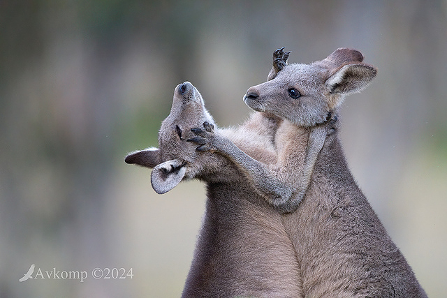 kangaroo 11268