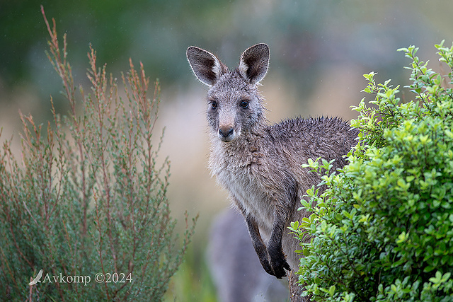 kangaroo 11296