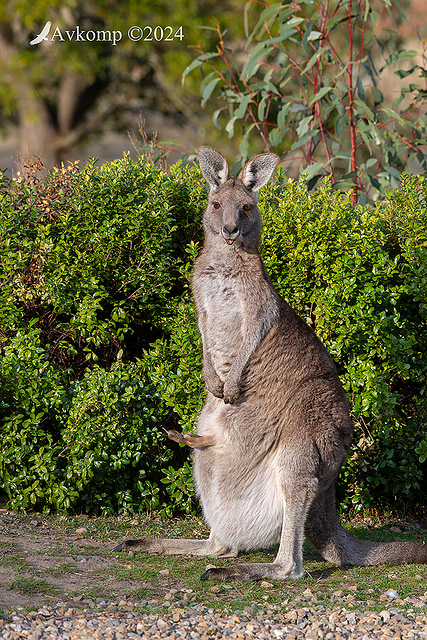 kangaroo 11787