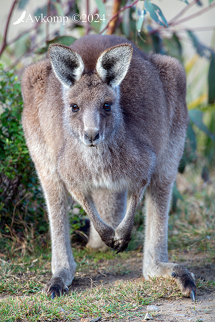 kangaroo 11857