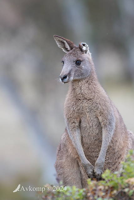 kangaroo 11951