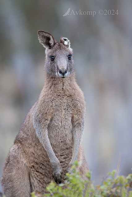 kangaroo 11952