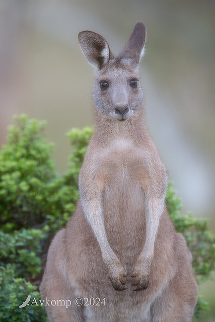 kangaroo 12114