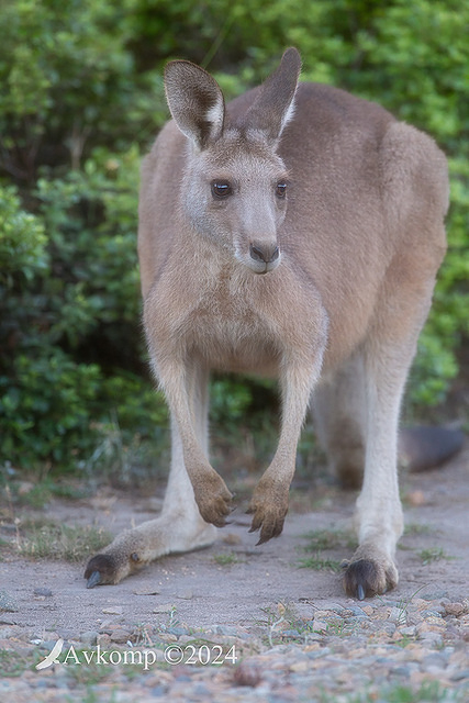 kangaroo 12115