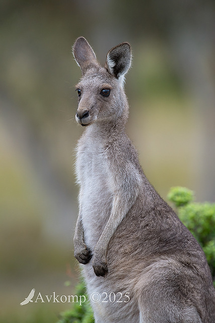 kangaroo 12116