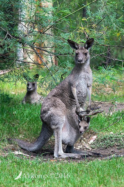 kangaroo 12379