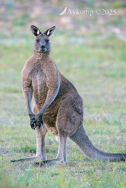 kangaroo 12745