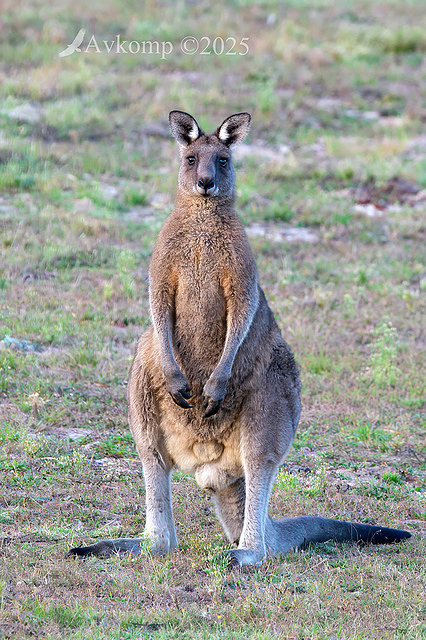 kangaroo 12792