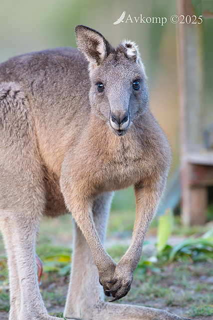 kangaroo 12795