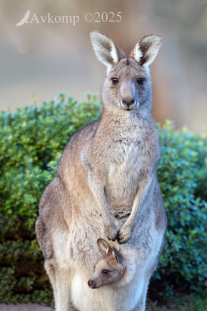 kangaroo 12955