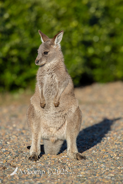 kangaroo 13090